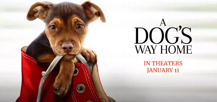 Movie Review and Storyline: A Dog's Way Home